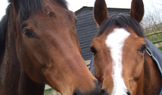 The Racehorse Sanctuary