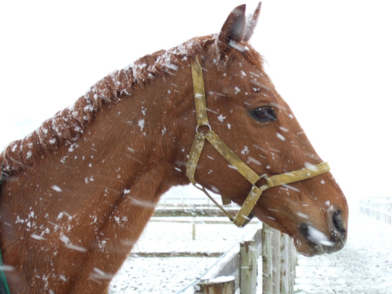 The Racehorse Sanctuary