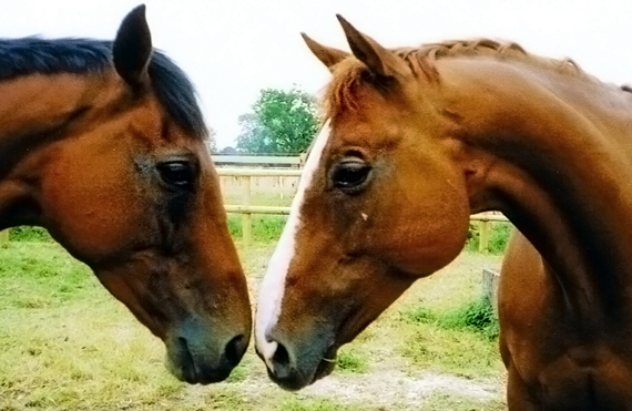 The Racehorse Sanctuary
